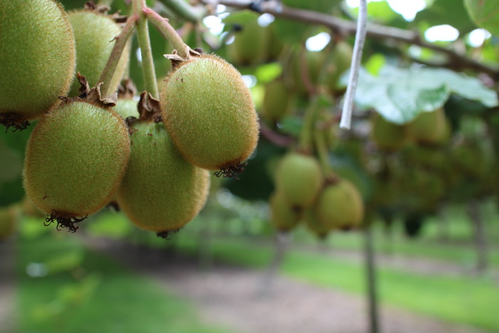 Kiwi-Frucht